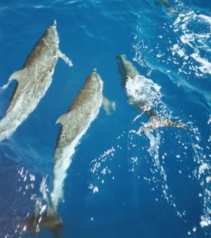 Delphine schwimmen mit MOMO um die Wette