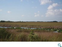 Sumpfgebiet mit Alligatoren